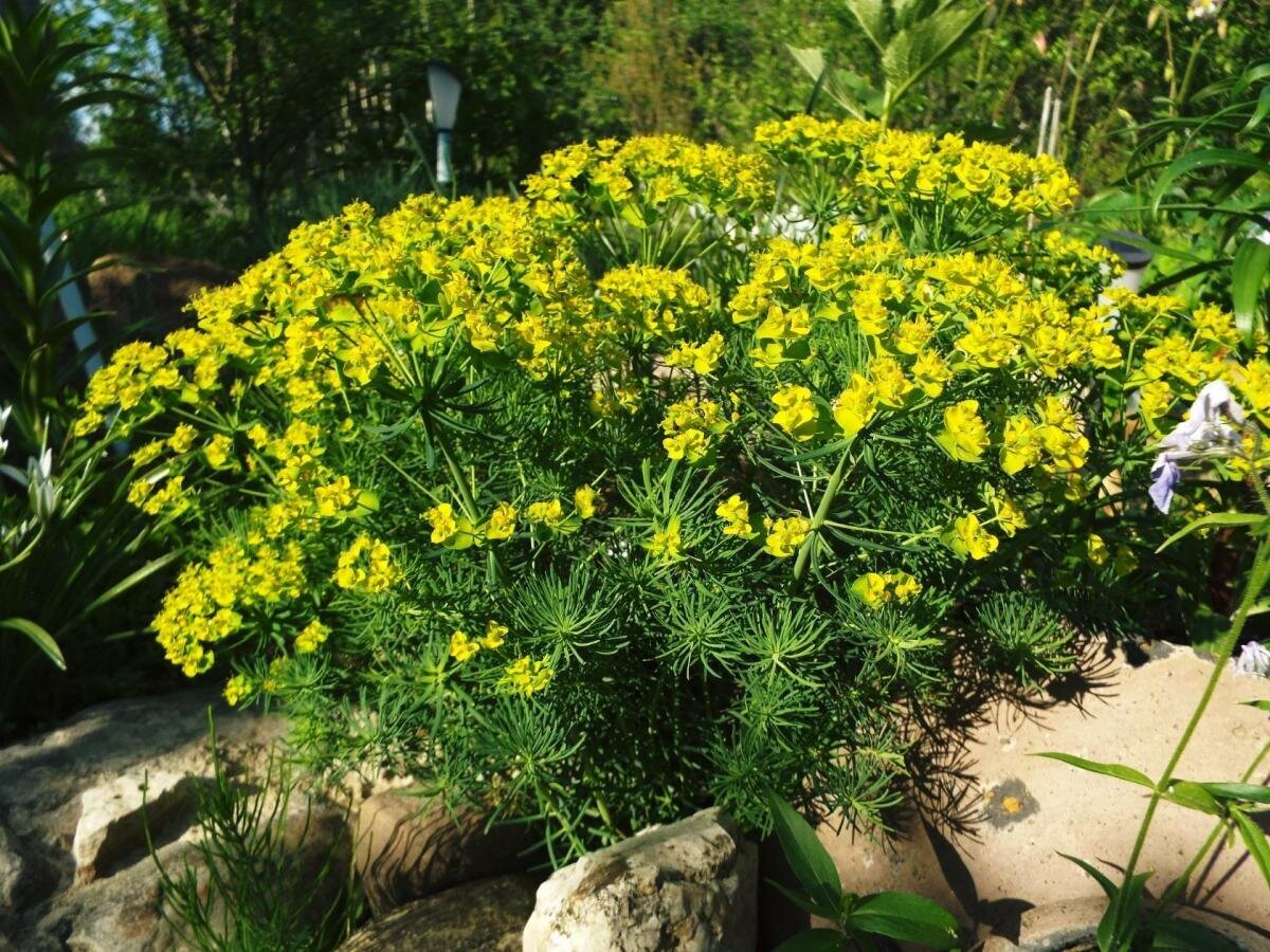 Молочай кипарисовый (Euphorbia cyparissias)