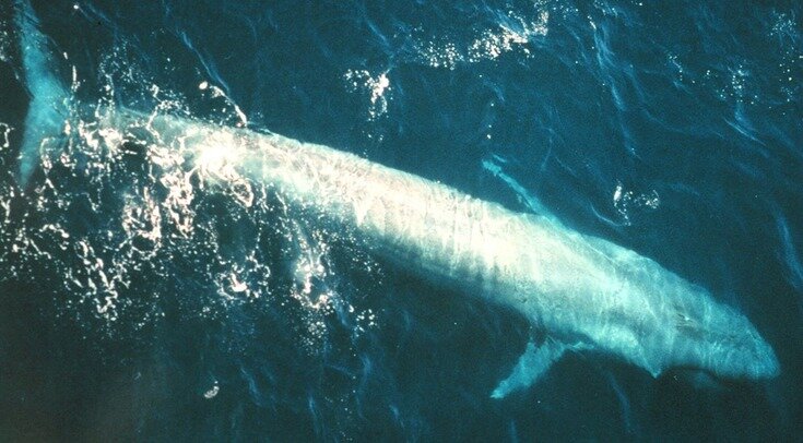     Синий кит (Balaenoptera musculus) — самое большое современное животное NMFS Northeast Fisheries Science Center (NOAA) / Wikimedia Commons