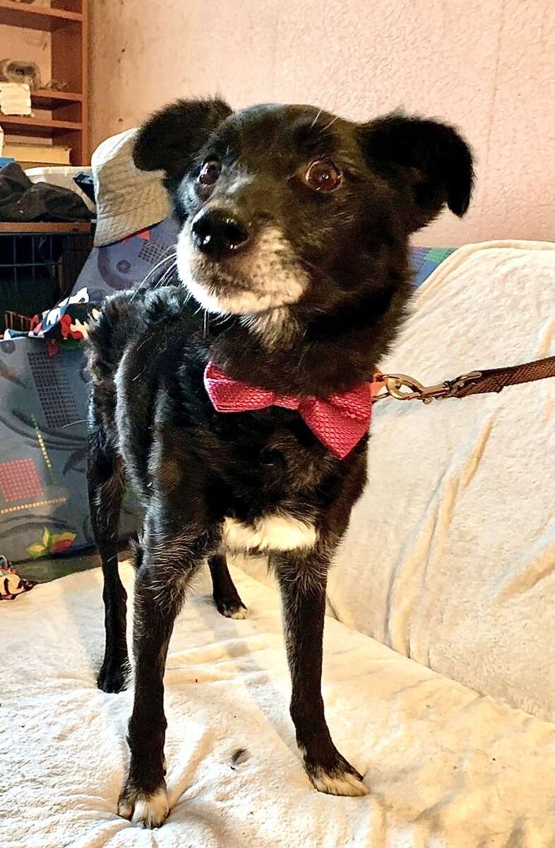 Этот пупсик Амур, его спасла Лариса и группа волонтёров. Амур попал в отлов в Гомеле. И его должны были убить на госсредства в рамках борьбы с уличными бродягами🥺 сразу, через пару дней после отлова.