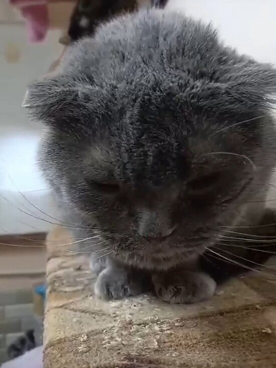     Фото: vk.com Помощь бездомным животным, п.Пангоды