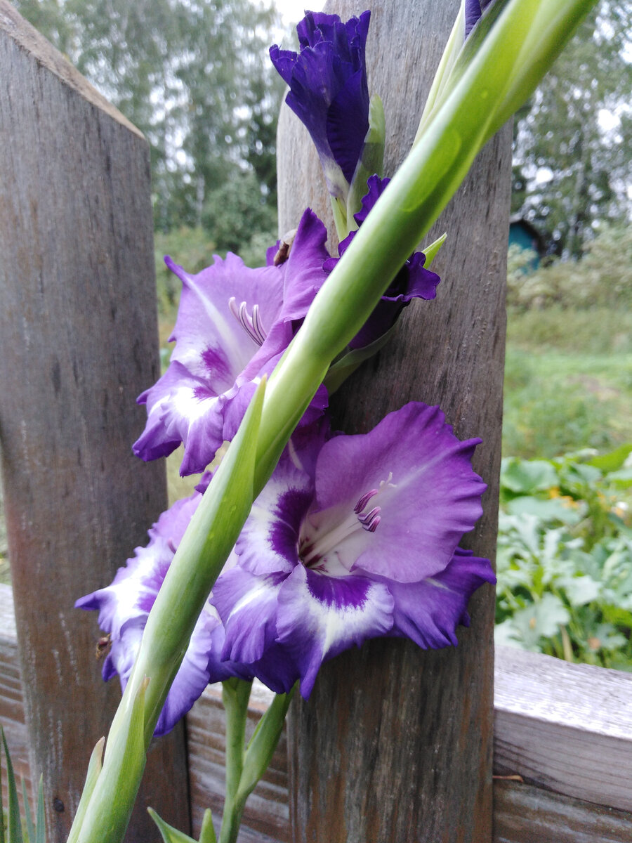 Сине-фиолетовые