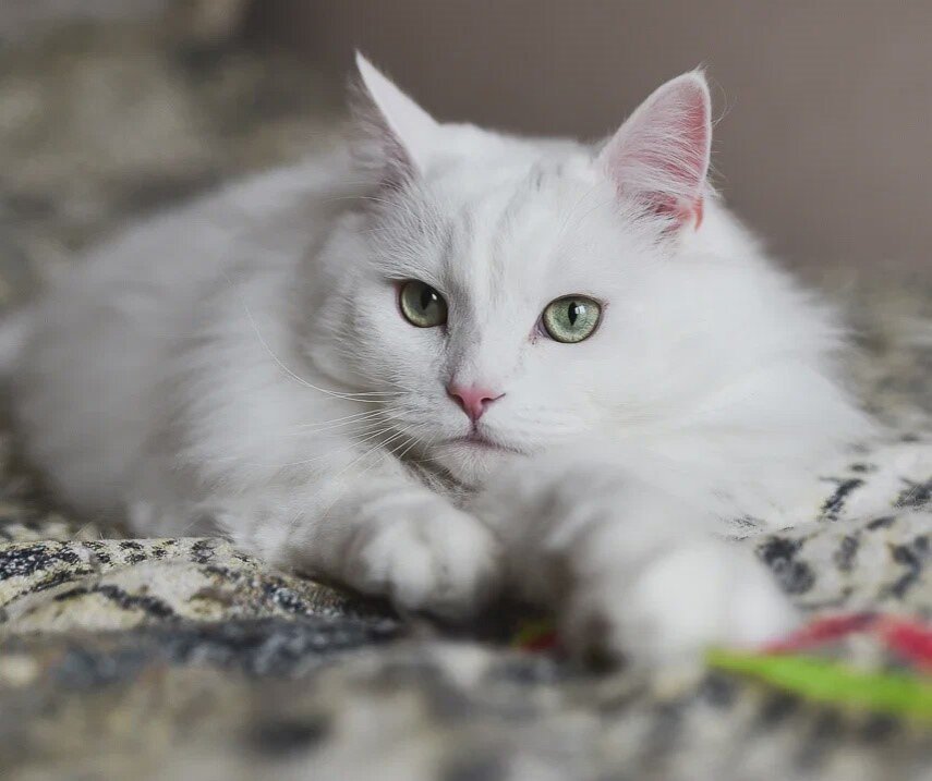 Наш сегодняшний "котоавтор" Макешиц не только невероятно красив! Он еще и очень талантлив :)