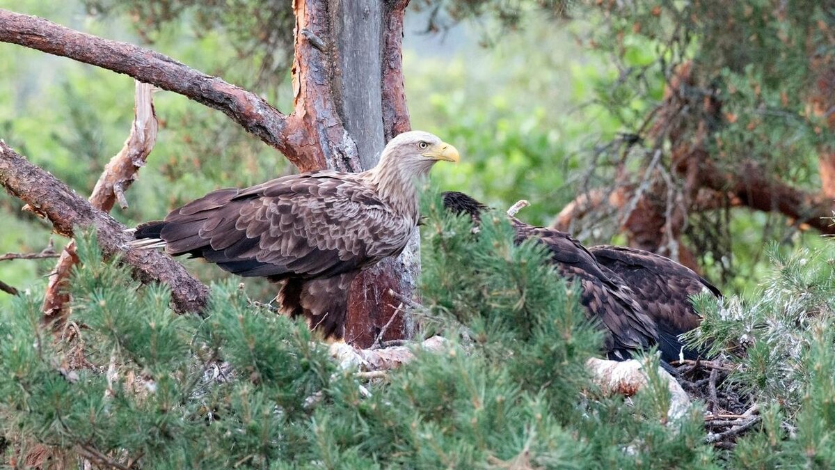    Фото: vk.com/Каждой твари по паре/Людмила Пукинская