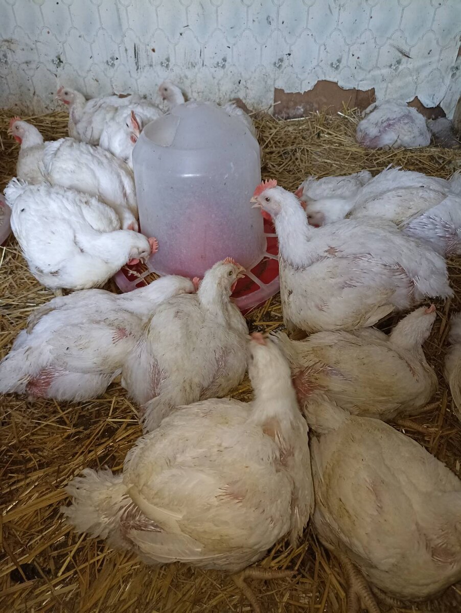 Так как они много кушают, то, соответственно и много какают! Подстилку приходилось менять каждый день. Сидели на оыкновенной соломе.