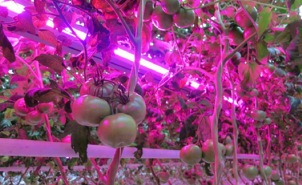 Выбираем лампу для выращивания рассады томатов