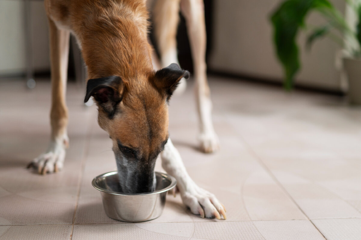 Чем кормить щенка? Что такое заменитель молока и для чего он нужен?