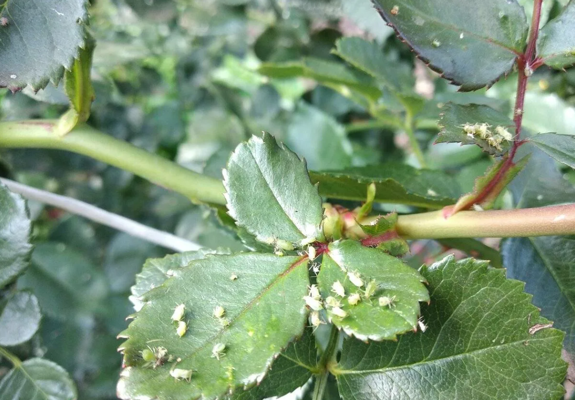 File:Aphid rose.jpg - Wikipedia