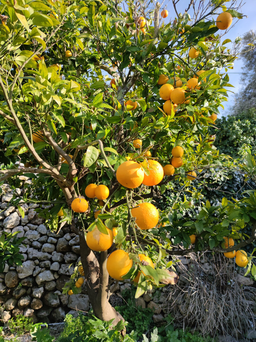 Мальтийские сладкие апельсины. Есть ещё горькие, но о них - в следующий раз.