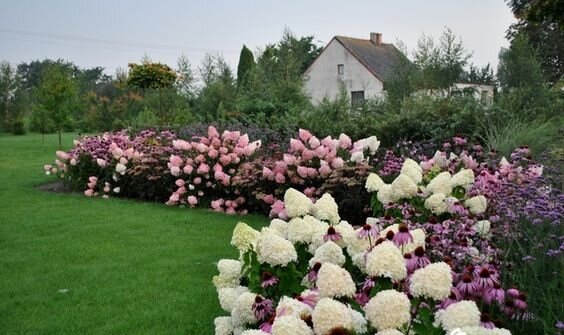 Гортензия Сандей фрайз, Шуга раш + Эхинацея пурпурная, Очиток матрона