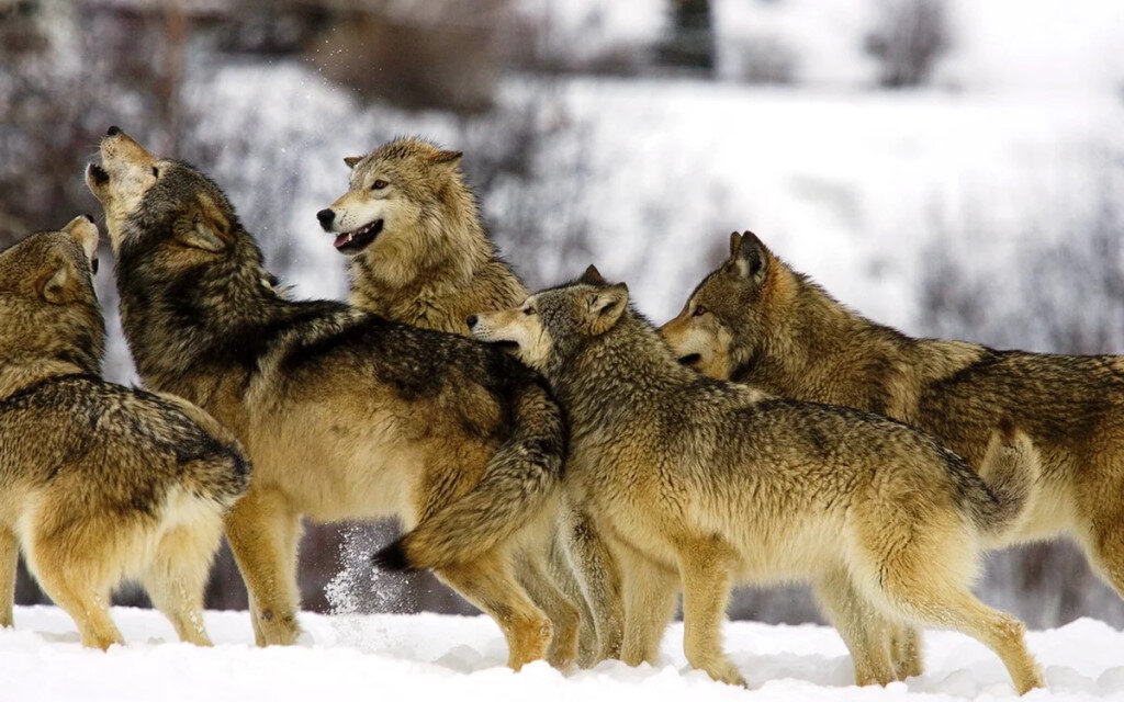 Осторожно, волки