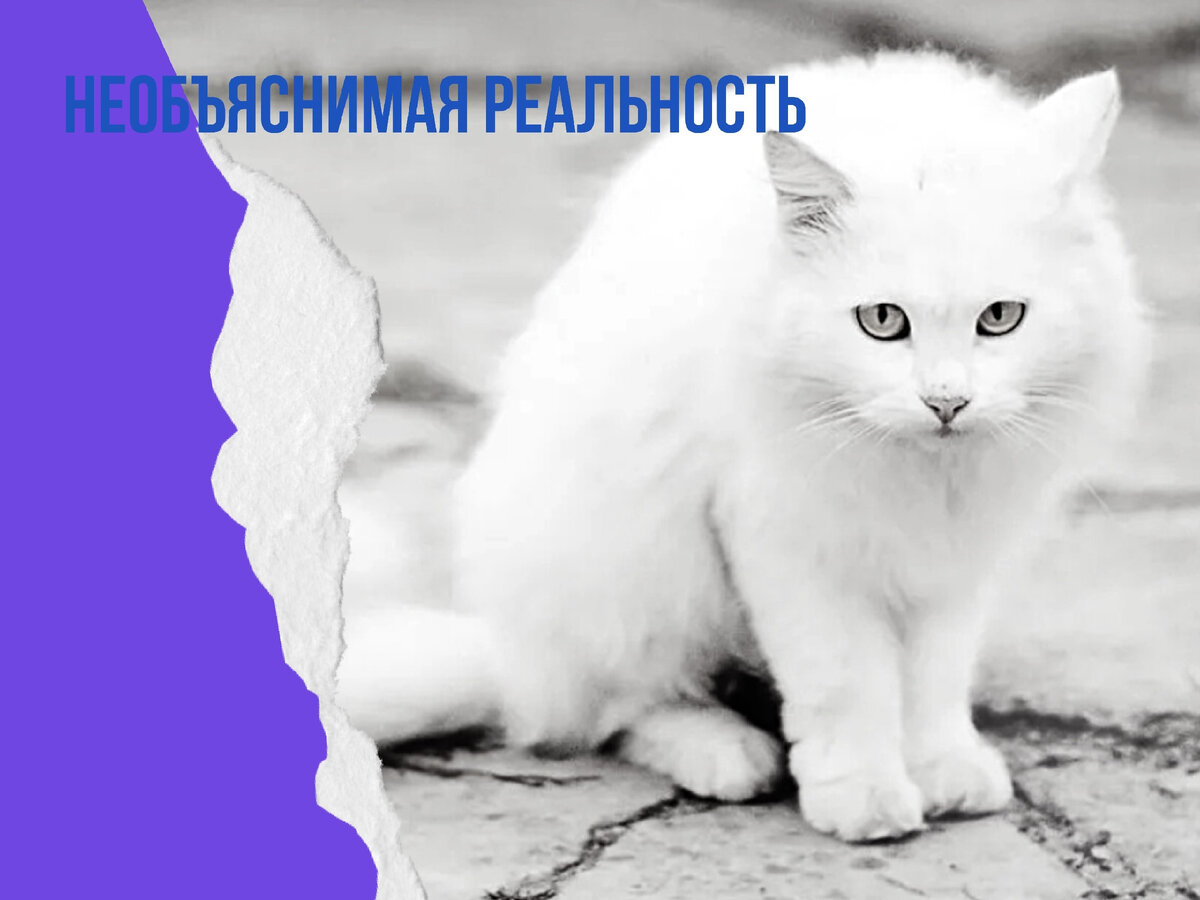 Кличка для белой кошки девочки. Фотографии кошек. Кошка белая. Белый котёнок женского рода. Белая пушистая кошка с голубыми глазами.