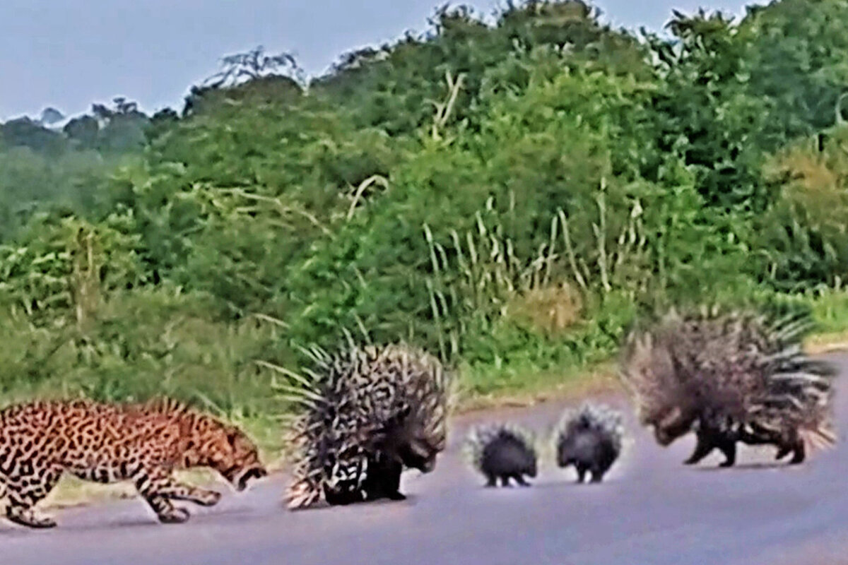     Видео: леопард напал на семью дикобразов, но дикой кошке очень не повезло