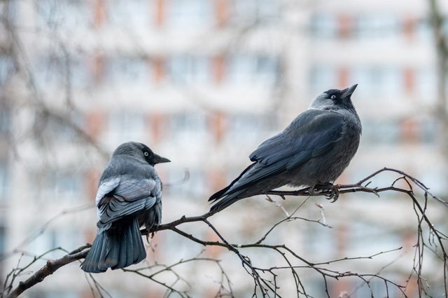    Правда ли, что птицы переносят бешенство?