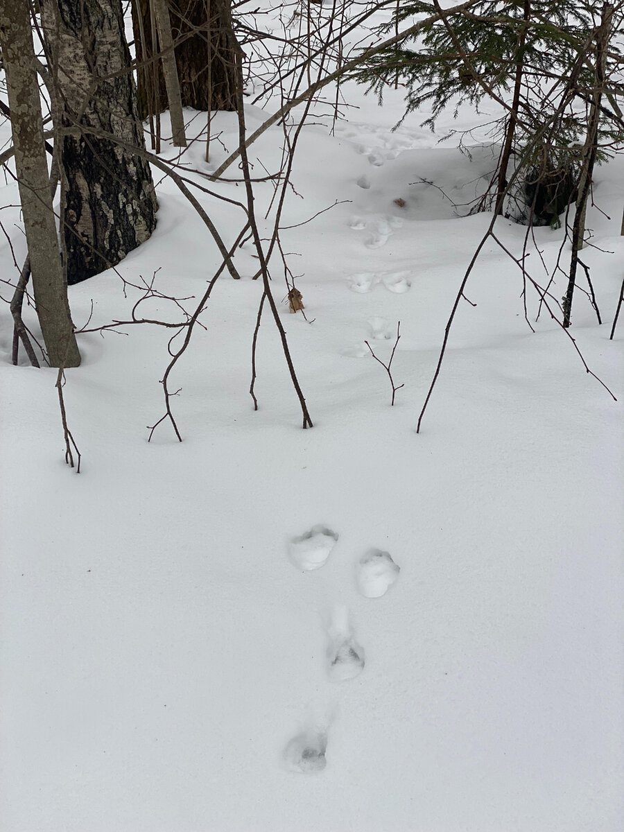 Чеховский лес