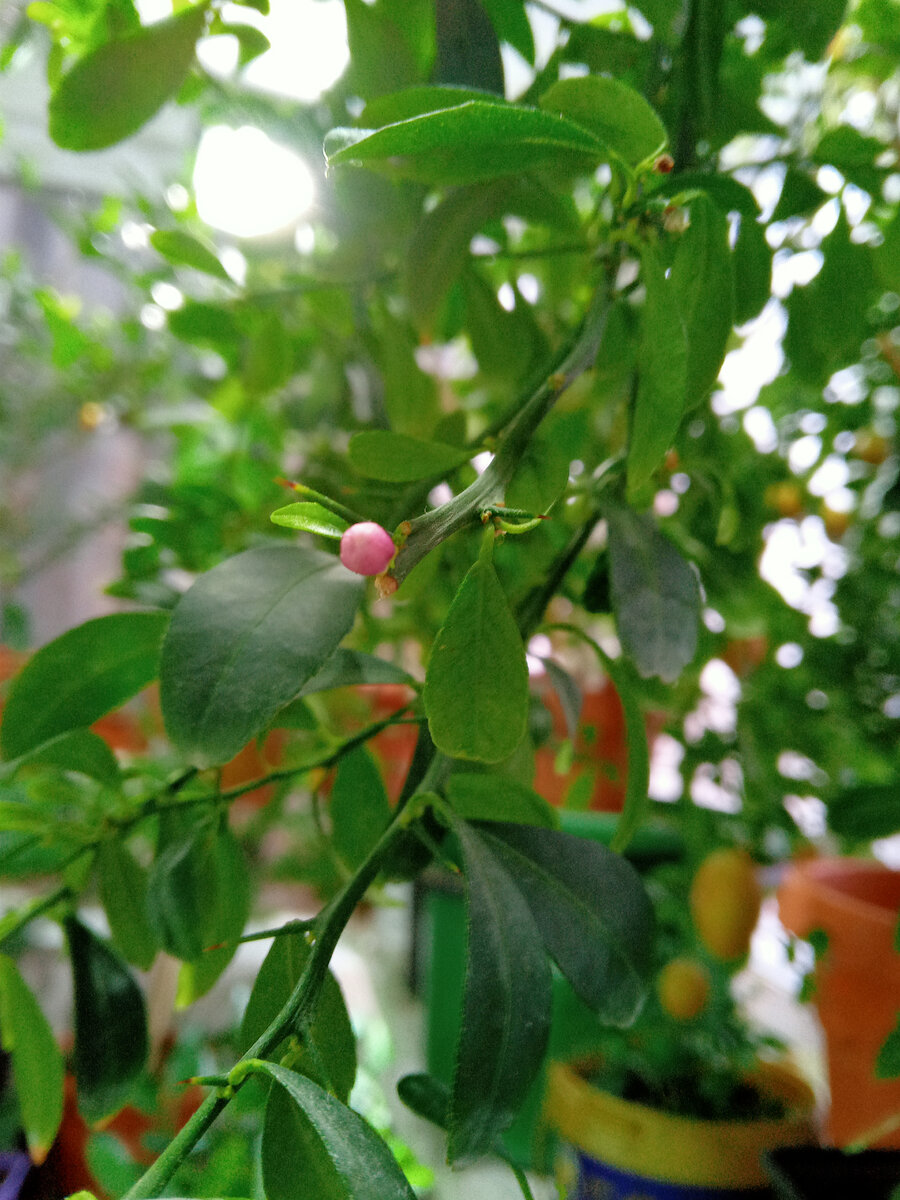 Бутон кровавого лайма.