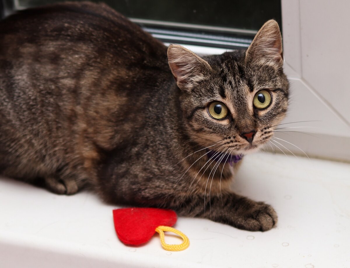 Я буду ждать тебя на окошке!