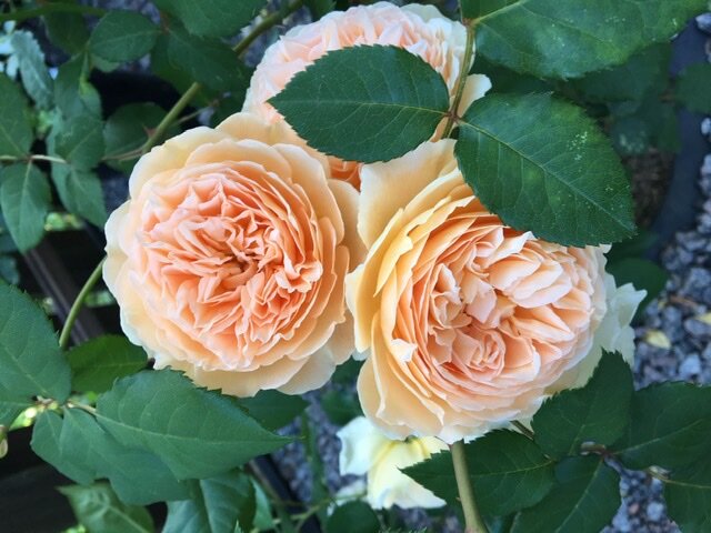 Crown Princess Margareta 