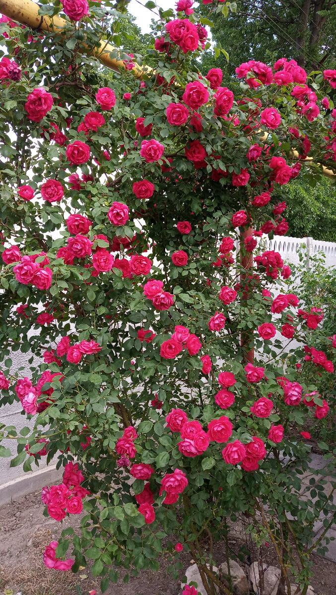 А это вьющаяся роза, мелкая правда, но очень красивая и пахнет невероятно ))