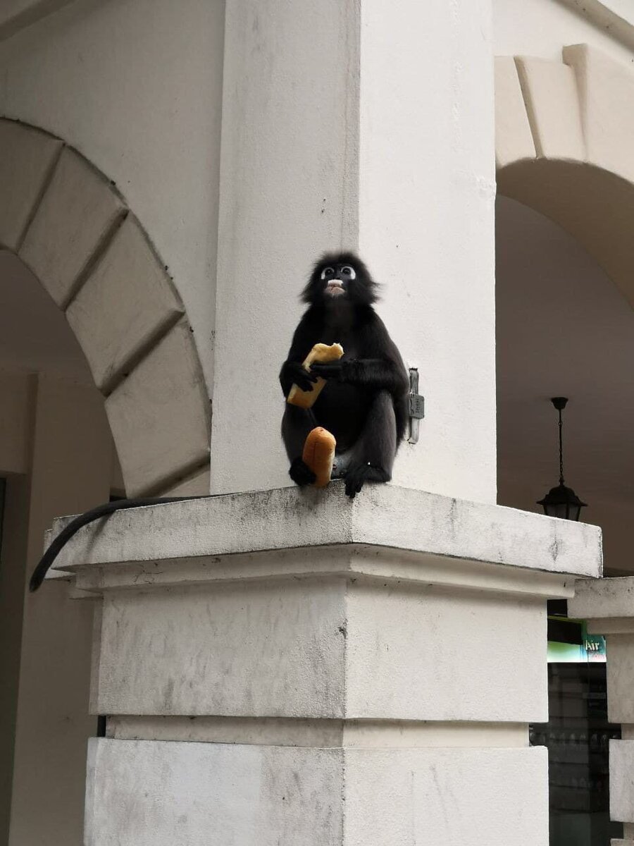 Очковый лангур