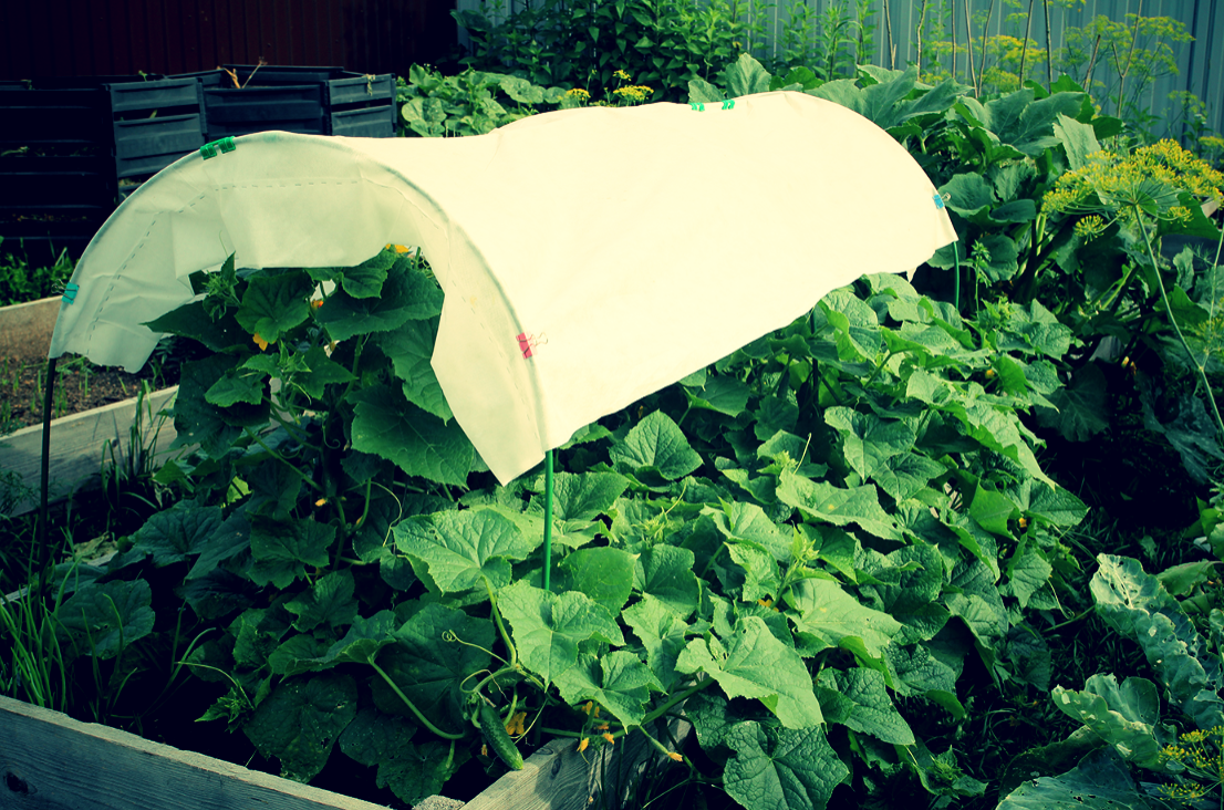 Молоко для огурцов.