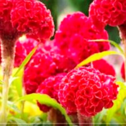 Выращивание рассады цветов