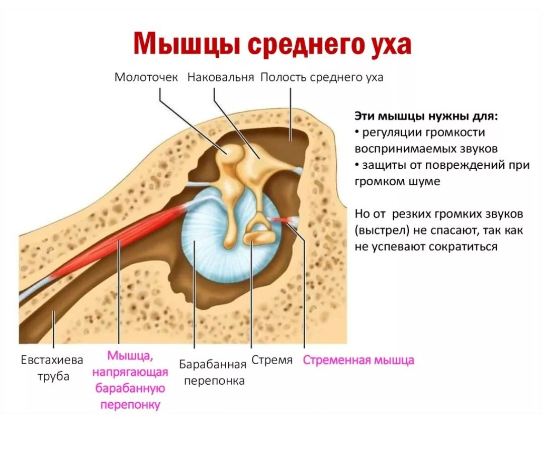 Мышца напрягающая барабанную. Мышечный аппарат барабанной полости. Стременная мышца барабанной полости. Мышца натягивающая барабанную перепонку. Мышцы барабанной полости анатомия.