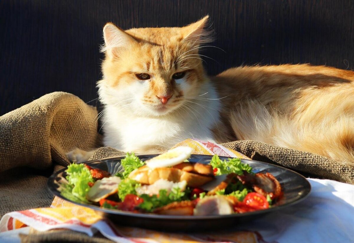 Домашняя еда может навредить вашей кошке. Фото из открытых источников.