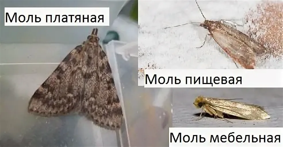 Как отличить моль