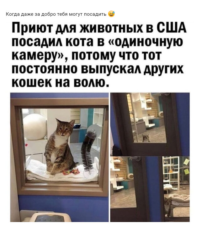 Он хотел стать героем, но режим победил.  Этот кот мой новый кумир.