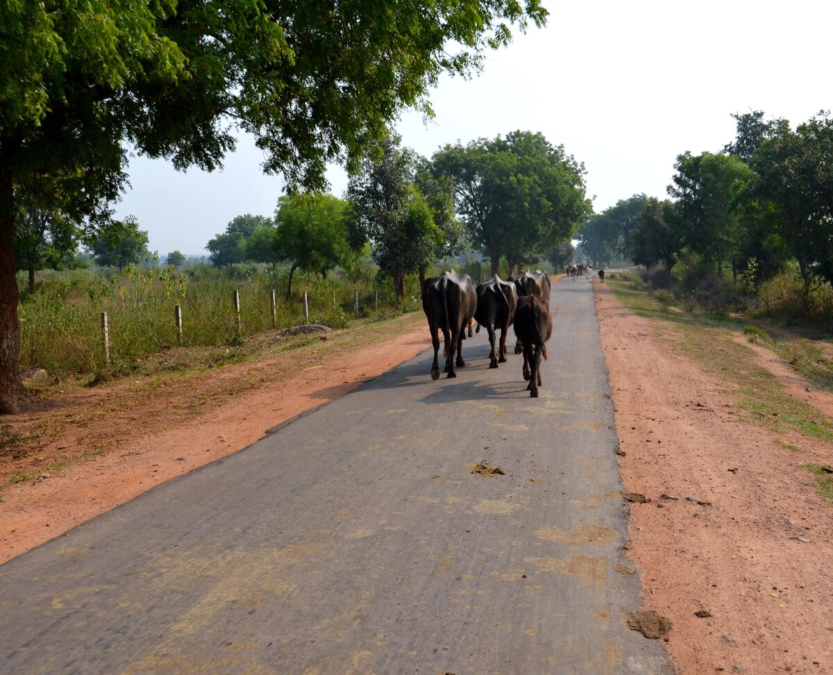 Крупный рогатый скот на дороге к национальному парку. И дорога, вся в высохшем навозе. Фото автора.