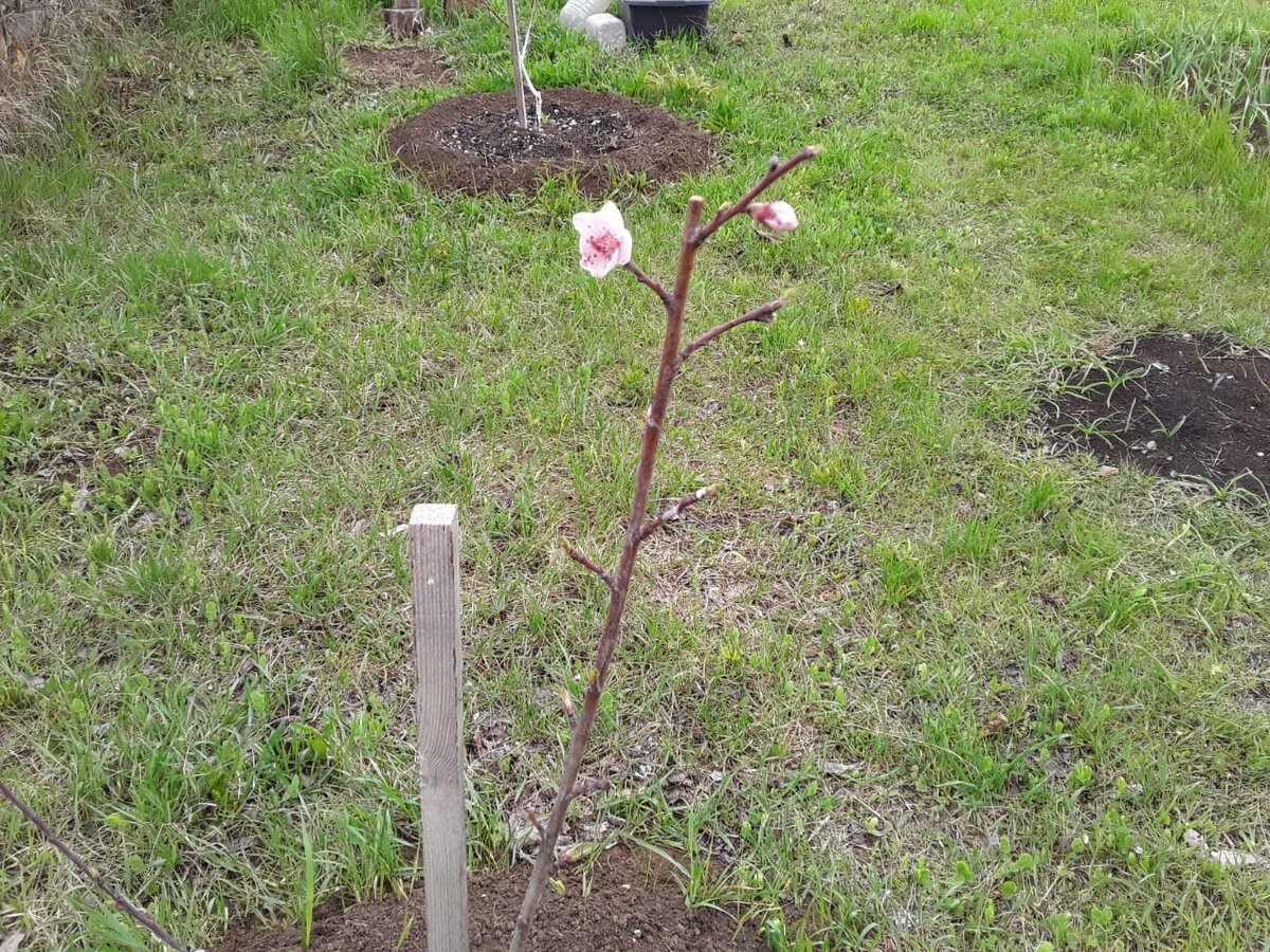 Зацвел персик, которому всего два года