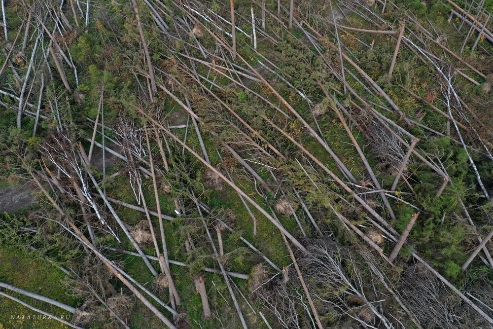 Лес после урагана