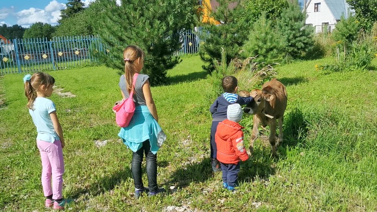 Фото автора. Встретили в деревне телёнка