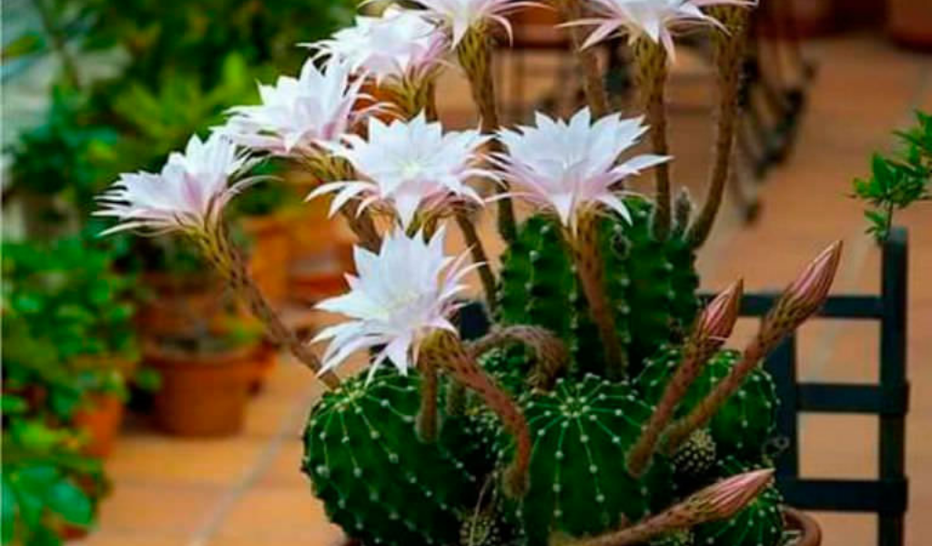 фото Эхинопсис