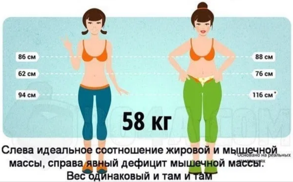 Сколько килограммов должен. Процент мышц. Соотношение мышечной и жировой массы. Соотношение жира и воды в организме. Соотношение массы мышц и жира
