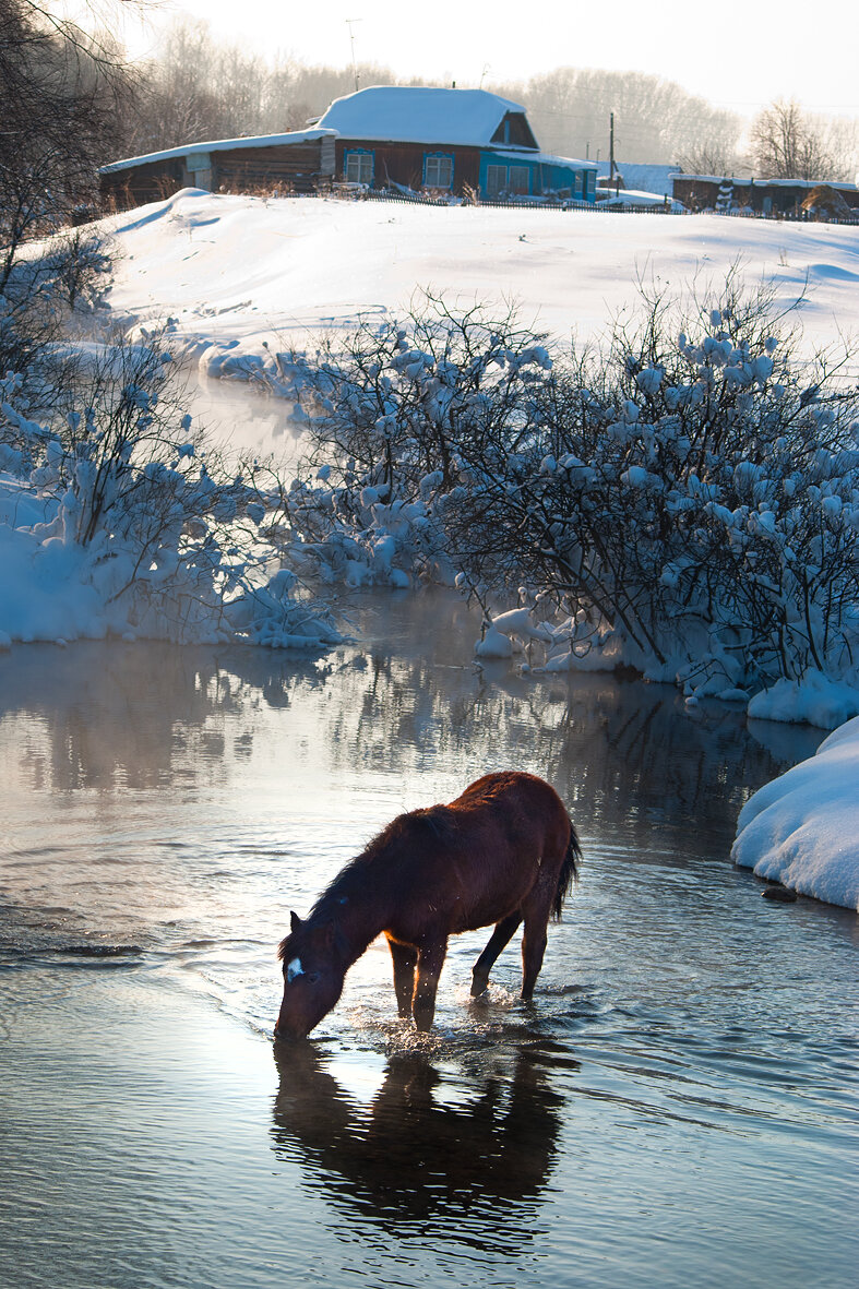 Красота российской глубинки! Этот кадр я сделал в алтайском селе Урожайное, на незамерзающей из-за родников речушке. На улице -20С!