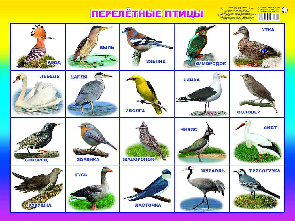 Раскраска Перелетные птицы распечатать бесплатно