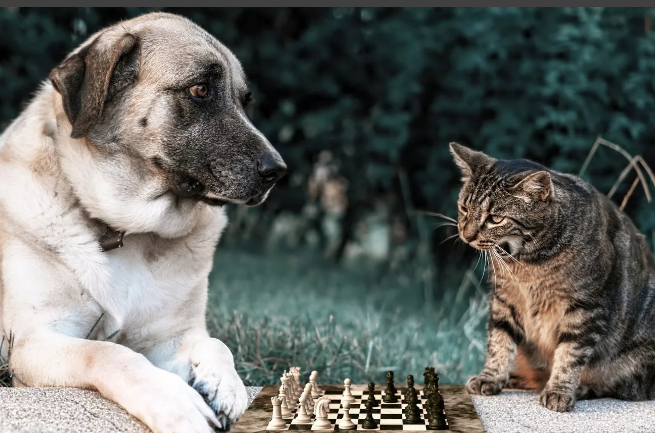 Яндекс картинки