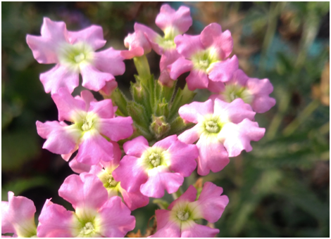 Соцветия вербены имеют яркую и разнообразную окраску