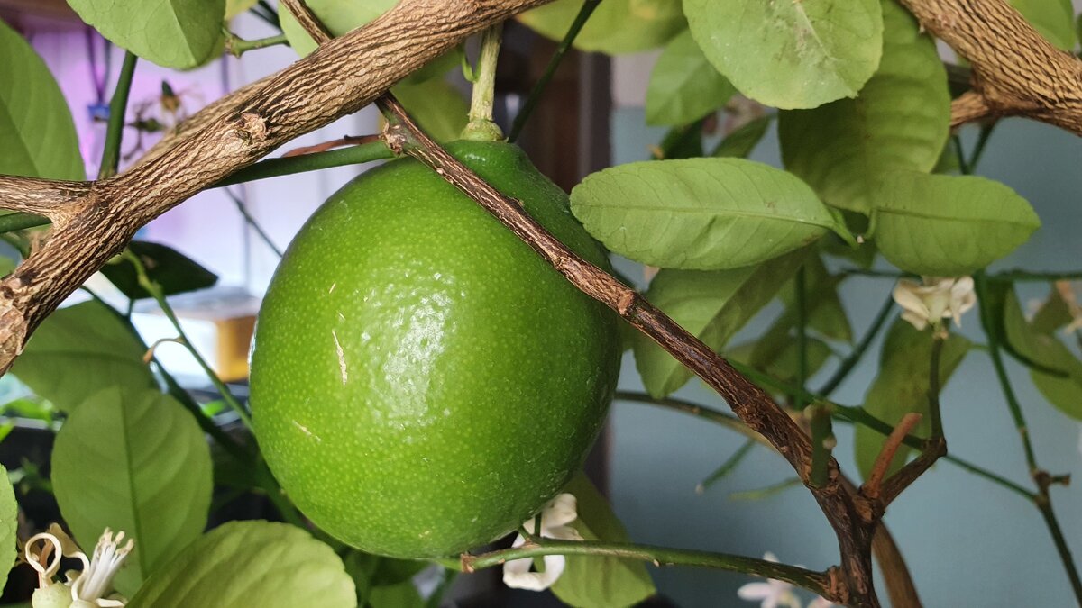 Фото Лужецкой Натальи плод нашего лимона 18 марта 2021 года