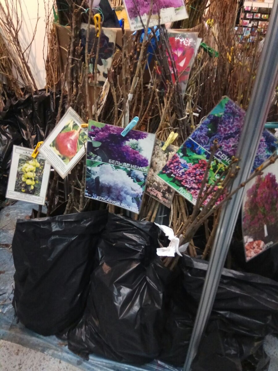 Плодовые деревья и кустарники.