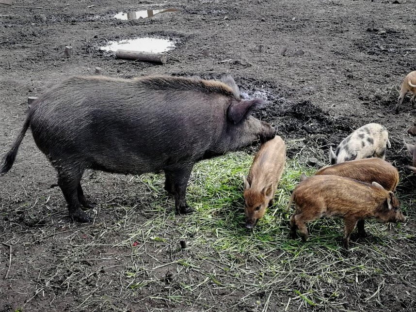 Кабаны-полукровки 