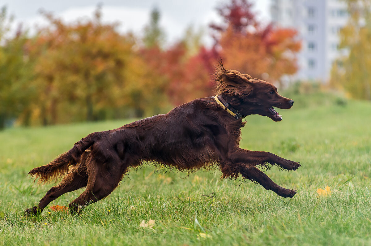 Как гулять с активной собакой