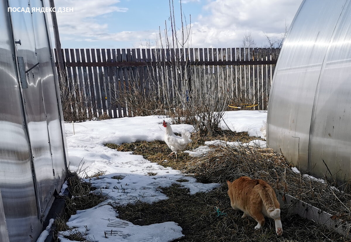 Наш котейка первый раз в этом году увидел курицу и не смог сдержать инстинкт. Все фото в статье, как обычно, авторские.