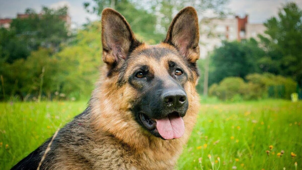 Одна из самых популярных пород не только из-за сильного и спортивного телосложения, но и интеллекта. Овчарок часто используют для службы в правоохранительных органах, но эти большие лохматые друзья все чаще становятся домашними питомцами. Не забудьте, что этим собакам нужны активные прогулки и регулярные физические нагрузки.