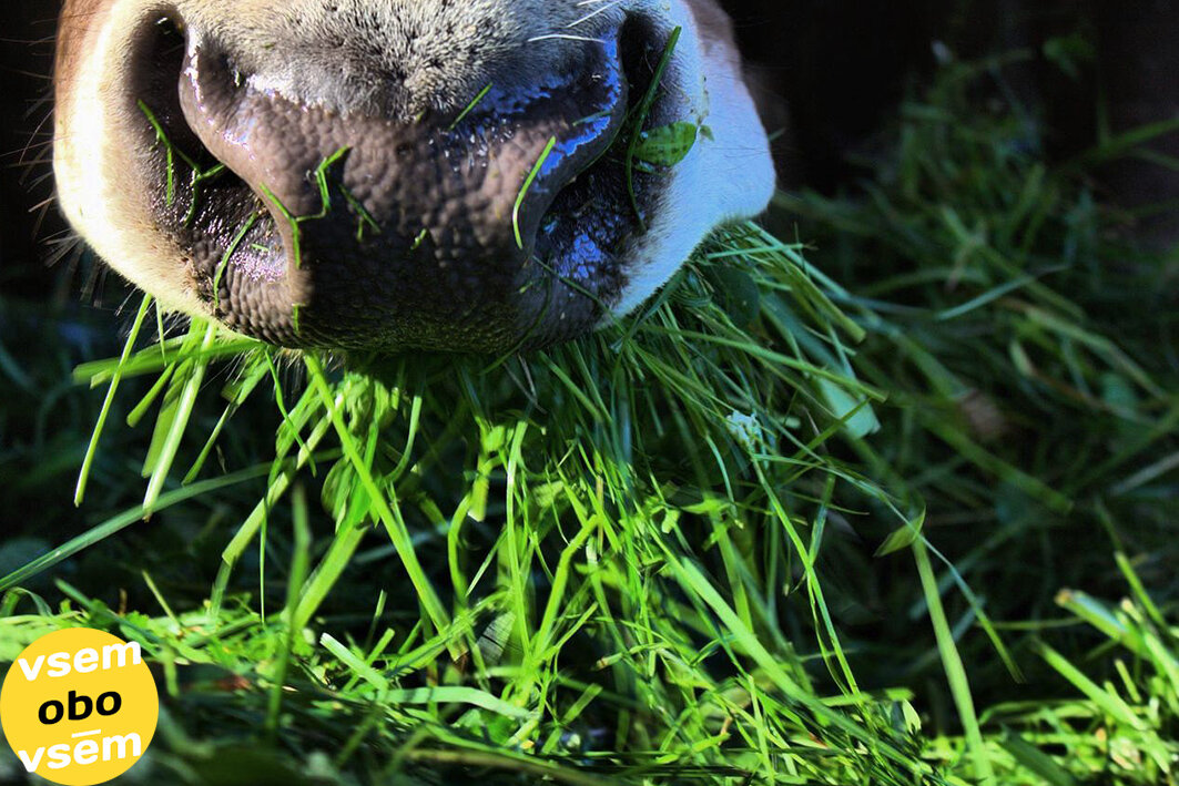 Кормовые травы