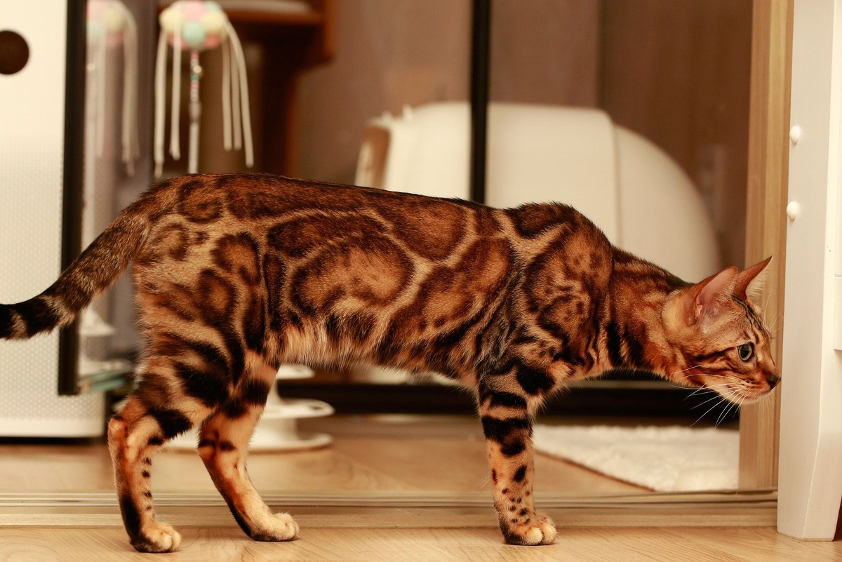 Бенгальская кошка