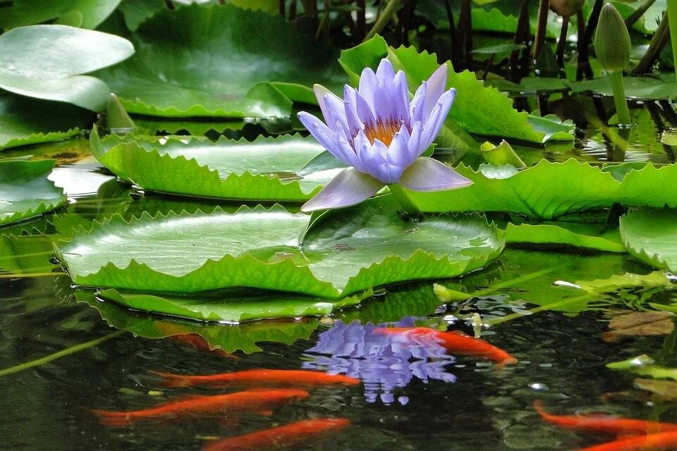 pixabay.com/ru