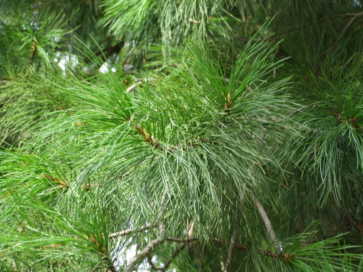 Фотография из личного архива автора.