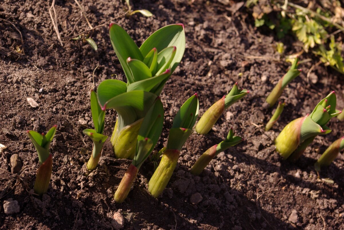 ЛУК ГИГАНТСКИЙ. Фото мое